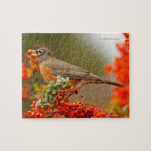 Amerikaanse Robin met een Pyracantha Pomme Legpuzzel (Horizontaal)