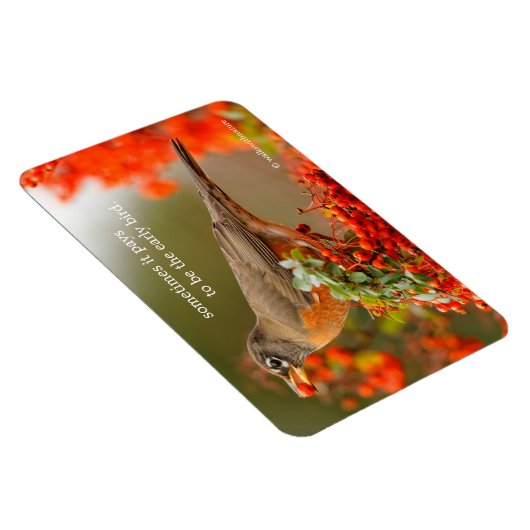 Amerikaanse Robin met een Pyracantha Pomme Magneet (Rechterzijde)