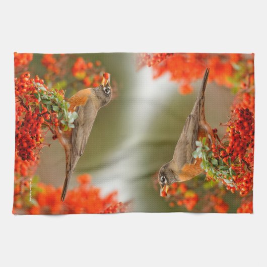 Amerikaanse Robin met een Pyracantha Pomme Theedoek (Horizontaal)