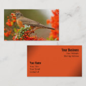 Amerikaanse Robin met een Pyracantha Pomme Visitekaartje (Voorkant / Achterkant)