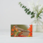 Amerikaanse Robin met een Pyracantha Pomme Visitekaartje (Staand voorkant)