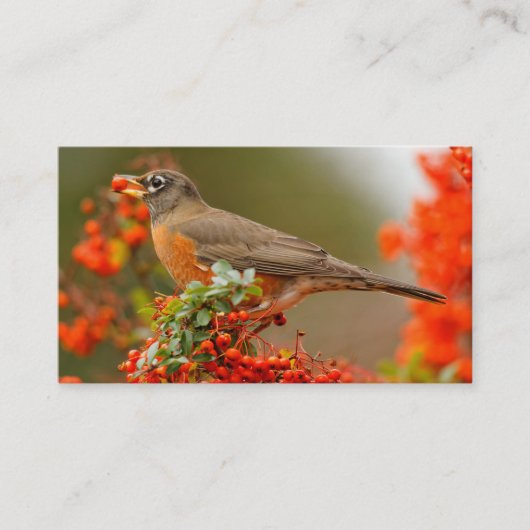 Amerikaanse Robin met een Pyracantha Pomme Visitekaartje (Voorkant)