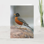 Amerikaanse Robin Notecard Kaart (Voorkant)