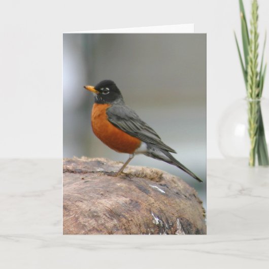 Amerikaanse Robin Notecard Kaart (Voorkant)