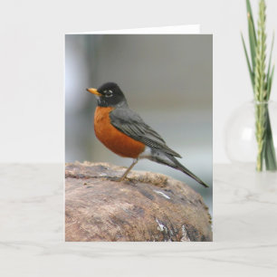 Amerikaanse Robin Notecard Kaart