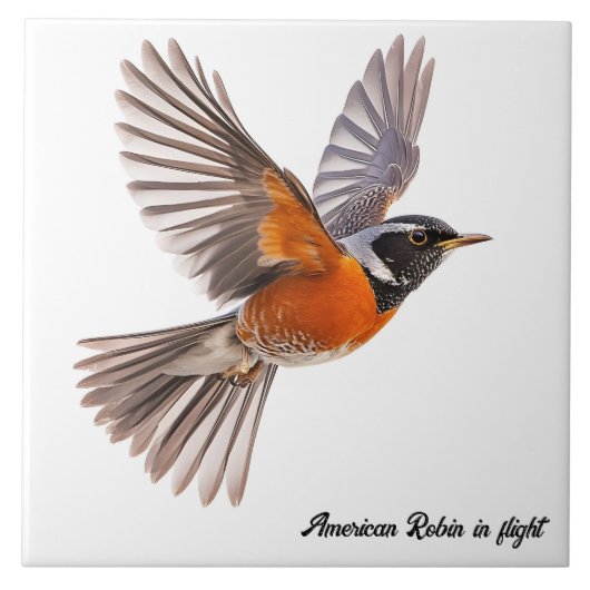 Amerikaanse Robin op de vlucht Tegeltje (Voorkant)