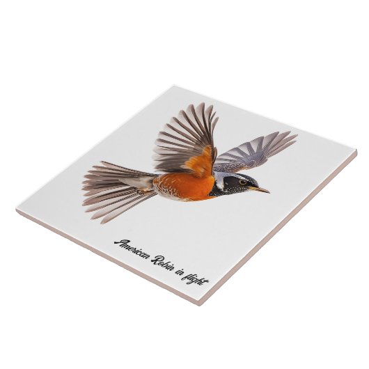 Amerikaanse Robin op de vlucht Tegeltje (Zijkant)