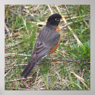 Amerikaanse Robin Photo Poster