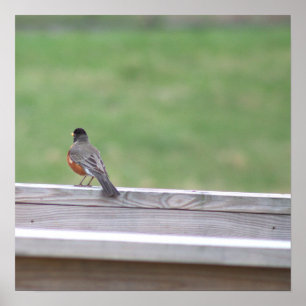 Amerikaanse Robin Photo Poster
