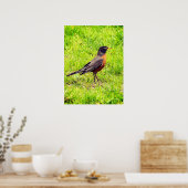 Amerikaanse Robin Poster (Keuken)