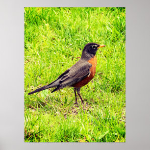 Amerikaanse Robin Poster