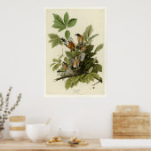 Amerikaanse Robin Poster (Keuken)