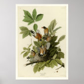 Amerikaanse Robin Poster (Voorkant)