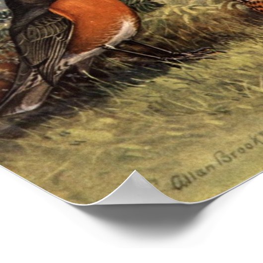 -Amerikaanse Robin Poster Art (Hoek)