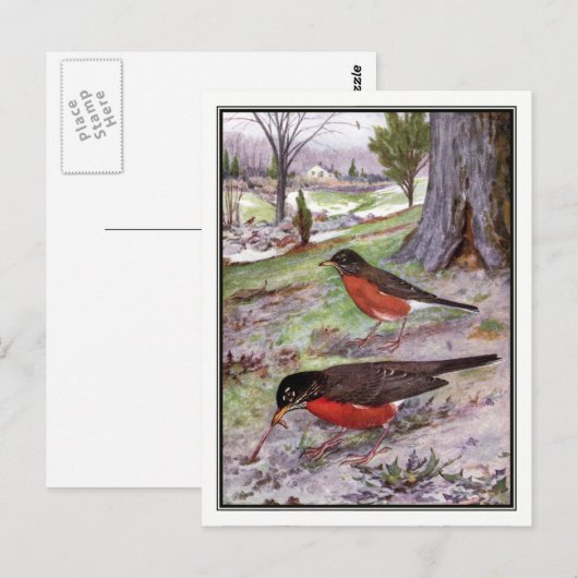 -Amerikaanse Robin - Robert Bruce Horsfall Briefkaart (Voorkant / Achterkant)