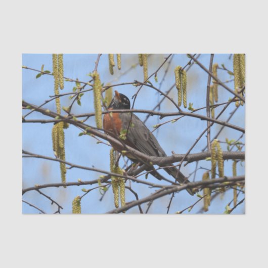 Amerikaanse Robin Spring Blossoms Catkins Tissuepapier (Voorkant)