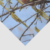 Amerikaanse Robin Spring Blossoms Catkins Tissuepapier (Detail)