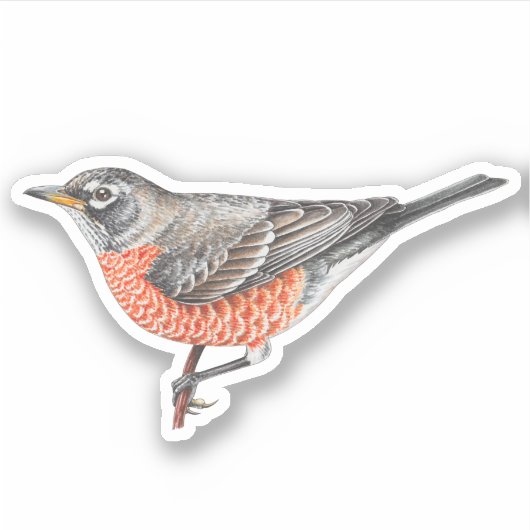 Amerikaanse Robin Sticker (Voorkant)