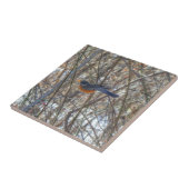 Amerikaanse Robin Tegeltje (Zijkant)