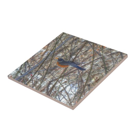 Amerikaanse Robin Tegeltje (Zijkant)