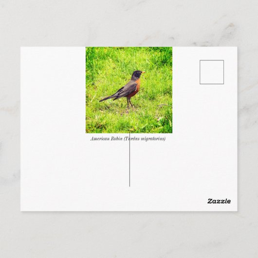 Amerikaanse Robin (Turdus migratorius) Briefkaart (Achterkant)