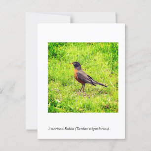 Amerikaanse Robin (Turdus migratorius) Briefkaart