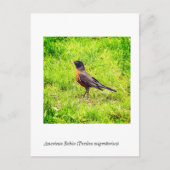 Amerikaanse Robin (Turdus migratorius) Briefkaart (Voorkant)