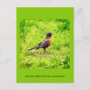 Amerikaanse Robin Uitnodiging Briefkaart