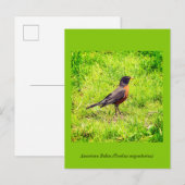 Amerikaanse Robin Uitnodiging Briefkaart (Voorkant / Achterkant)