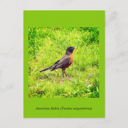 Amerikaanse Robin Uitnodiging Briefkaart (Voorkant)