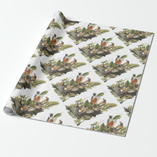 Amerikaanse Robin van Audubon Cadeaupapier