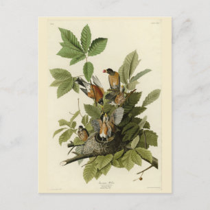 Amerikaanse Robin van Audubon's Birds of America Briefkaart