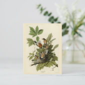 Amerikaanse Robin van Audubon's Birds of America Briefkaart (Staand voorkant)