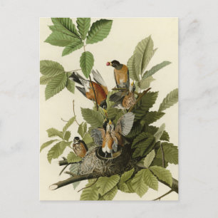 Amerikaanse Robin van Audubon's Birds of America Briefkaart
