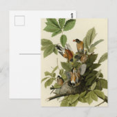 Amerikaanse Robin van Audubon's Birds of America Briefkaart (Voorkant / Achterkant)
