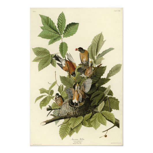 Amerikaanse Robin van Audubon's Birds of America Foto Afdruk (Voorkant)