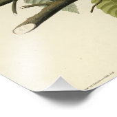 Amerikaanse Robin van Audubon's Birds of America Foto Afdruk (Hoek)