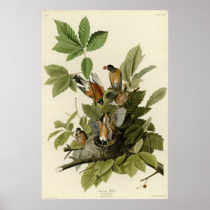Amerikaanse Robin van Audubon's Birds of America Poster