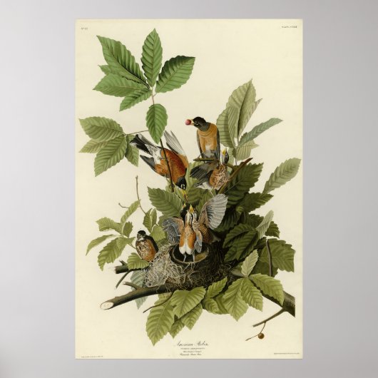Amerikaanse Robin van Audubon's Birds of America Poster (Voorkant)