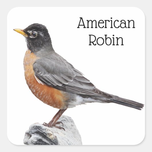 Amerikaanse Robin Vierkante Sticker (Voorkant)