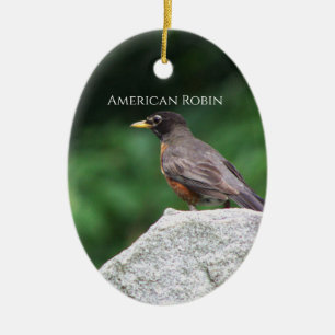 Amerikaanse Robin Vogel Foto Ornament