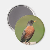 Amerikaanse Robin vogel Magneet (Voorkant / Achterkant)