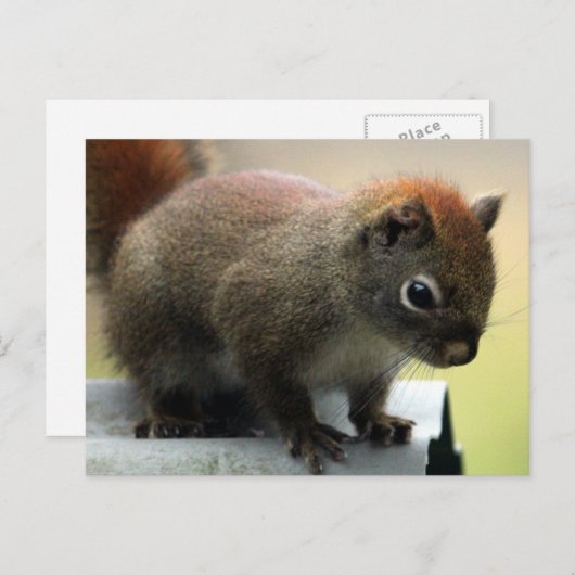 Amerikaanse rode eekhoorn briefkaart (Voorkant / Achterkant)