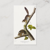 Amerikaanse rode eekhoorn (Richardson's Columbian) Visitekaartje (Achterkant)