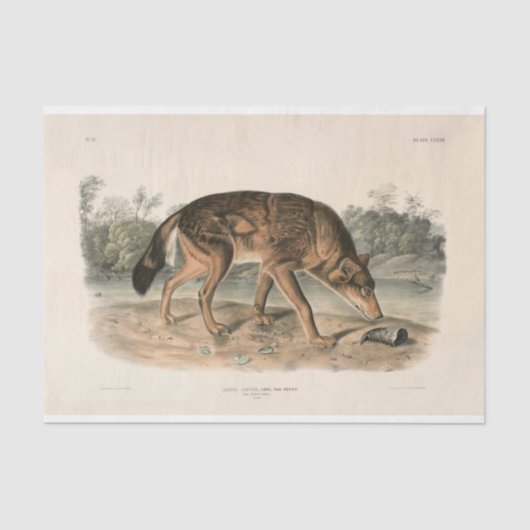 Amerikaanse rode texaan Wolf (Canis lupus) ontkopp Tissuepapier (Voorkant)