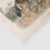 Amerikaanse rode texaan Wolf (Canis lupus) ontkopp Tissuepapier (Detail)