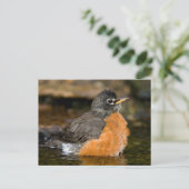 Amerikaanse Roodborst badend 2 Briefkaart (Staand voorkant)