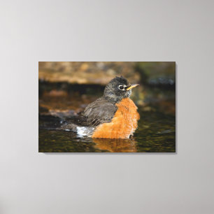 Amerikaanse Roodborst badend 2 Canvas Afdruk