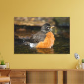 Amerikaanse Roodborst badend 2 Canvas Afdruk (Insitu (Woonkamer))