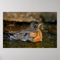 Amerikaanse Roodborst badend